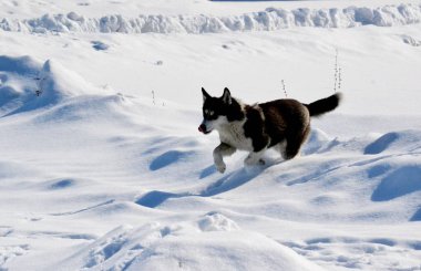 Ev hayvanları kişinin yaşamında daha büyük rol oynar.