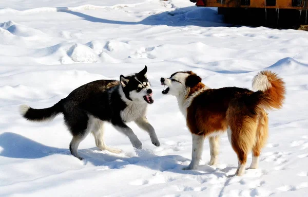 Home Animals Play Greater Role Lifes Person — Stock Photo, Image