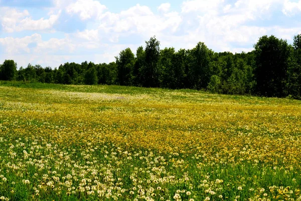 Su Altai bella natura — Foto Stock