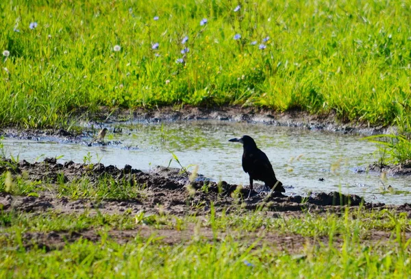 Vielfältige Und Vielfältige Vögel Der Steppe Und Des Waldes Altaya — Stockfoto