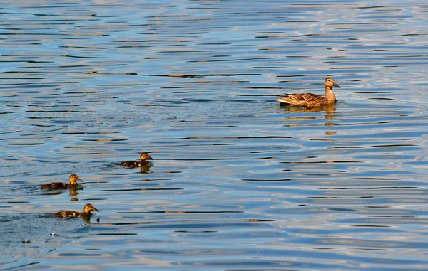 Aves Variadas Múltiples Las Estepas Madera Altaya —  Fotos de Stock