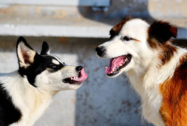 Los Animales Domésticos Juegan Papel Más Importante Vida Persona — Foto de Stock