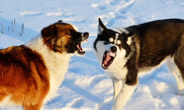 Home Animals Play Greater Role Lifes Person — Stock Photo, Image