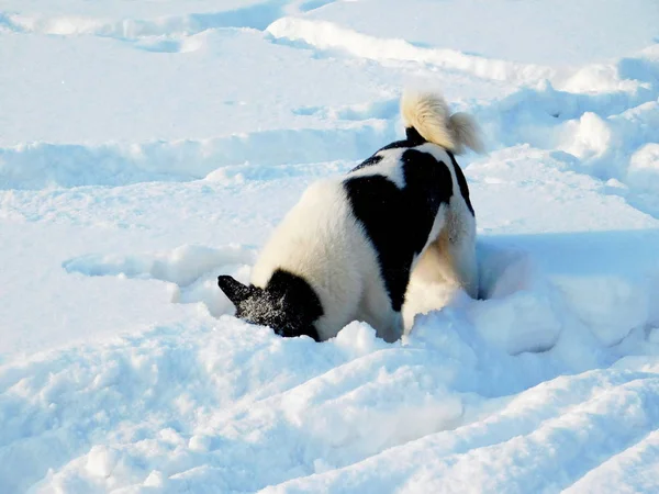 Home animals — Stock Photo, Image