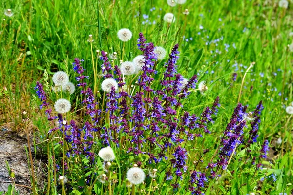 Dikordikorastuschie Blumen Der Steppe Altaya Bitte Auge Des Fotografen — Stockfoto