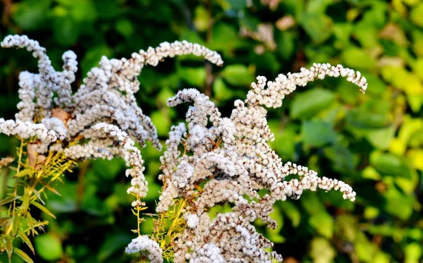 Dikorastuschie Flowerses Altaya の草原に住む写真家の目をしてください — ストック写真