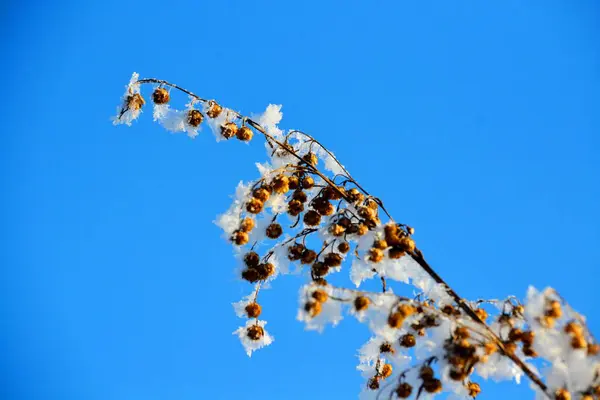 La ripida fioritura Altaya . — Foto Stock