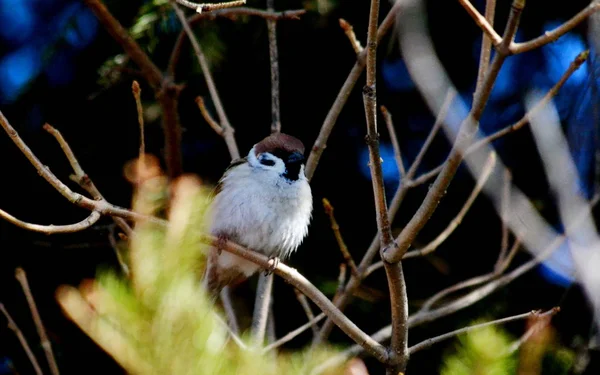 Pássaros Altaya Vivem Estepe Madeira Lago — Fotografia de Stock