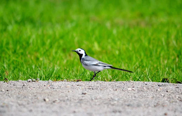 湖の木に住んでいる鳥 Altaya — ストック写真