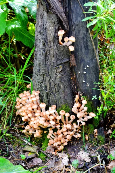 Dikorastuschie Hout Flap Spelen Een Grotere Rol Levens Van Persoon — Stockfoto