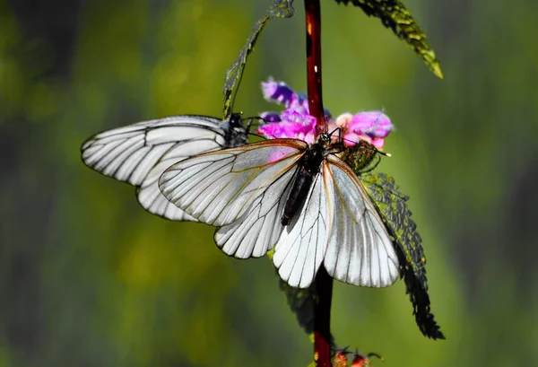 Insect in Siberia — Stock Photo, Image