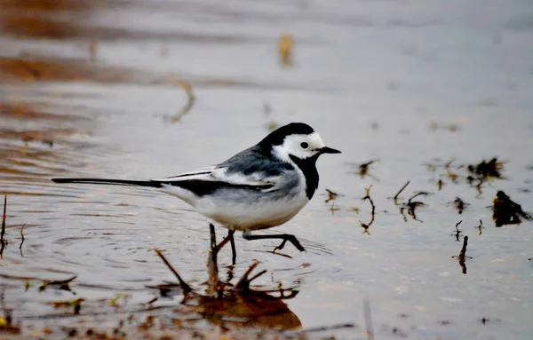 Steppe Altaya Leeft Veel Soorten Vogels — Stockfoto