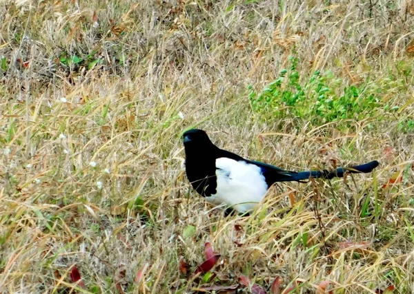 Estepa Altaya Vive Mucha Miscelánea Tipo Aves —  Fotos de Stock