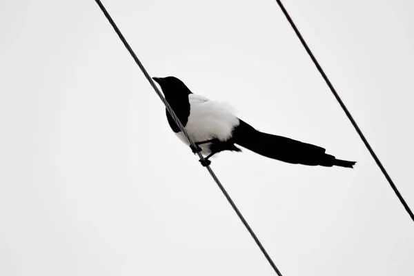 Steppe Altaya Lives Much Miscellaneouses Type Birds — Stock Photo, Image