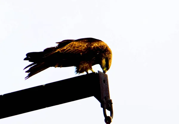 Aves de las estepas altaicas — Foto de Stock
