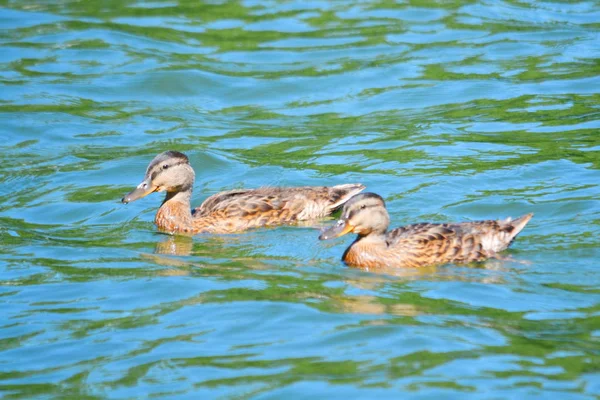 Kirchturm Und Holzvögel Spielen Größere Rolle Leben Der Menschen — Stockfoto