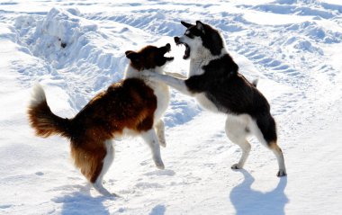Ev hayvanları kişinin yaşamlarında büyük bir yer işgal
