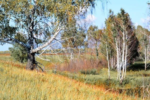 Природа Крутиє Альтая Радує Око Туриста Художника — стокове фото