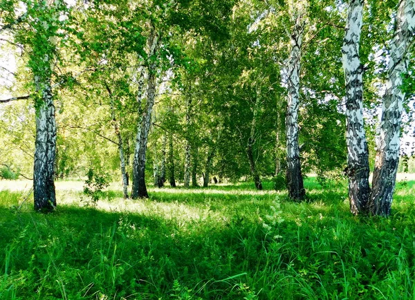 Nature Steepe Altaya Tetszik Szem Turista Művész — Stock Fotó