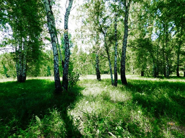 Natur Steepe Altaya Behagar Ögat Turisten Konstnären — Stockfoto