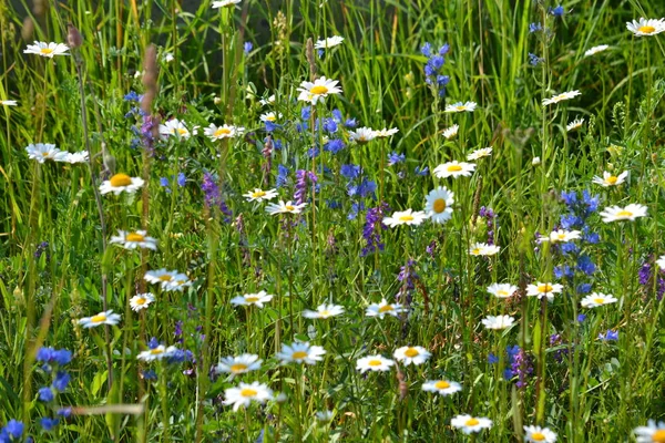 Flora Lusso Altaya Piace Occhio Dell Artista Viaggiatore — Foto Stock