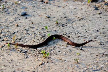 Vahşi hayvanlar Altai 'de daha büyük bir ekolojik alanı işgal ediyor.