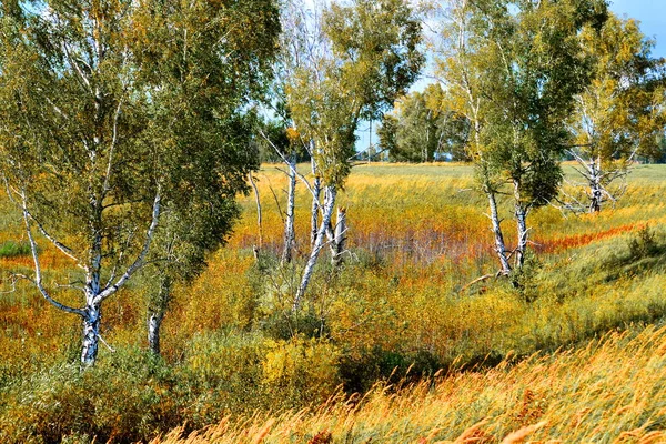 Doğa altaya — Stok fotoğraf