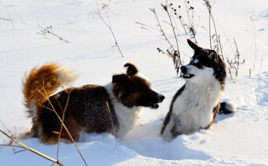 Ev hayvanları kişinin yaşamında daha büyük rol oynar.