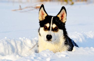 Ev hayvanları kişinin yaşamında daha büyük rol oynar.