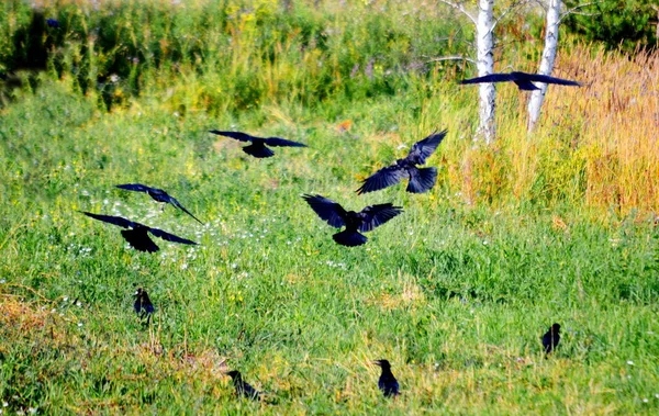 Estepa Altaya Vive Mucha Miscelánea Tipo Aves —  Fotos de Stock