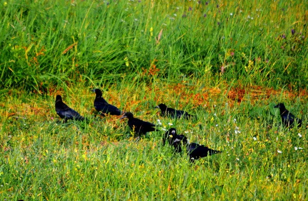 Aves de las estepas altaicas —  Fotos de Stock