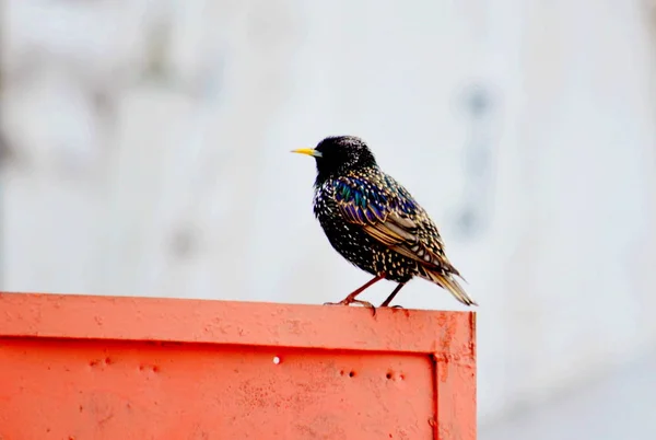 Steppe Altaya Lives Much Miscellaneouses Type Birds — Stock Photo, Image