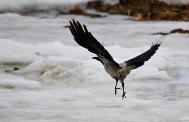 Bozkırda Altaya çok çeşitli kuşlar yaşar