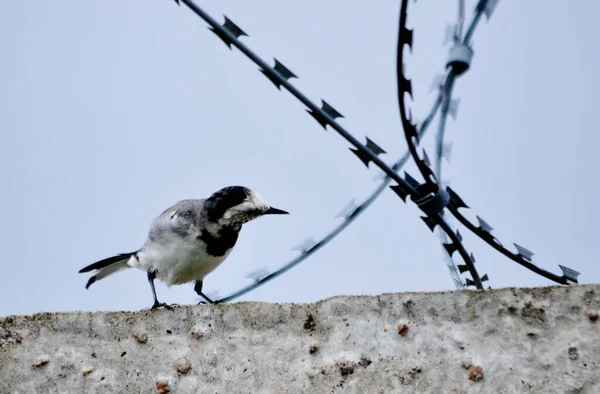 Stäpp Altaya Bor Mycket Diveraneouses Typ Fåglar — Stockfoto