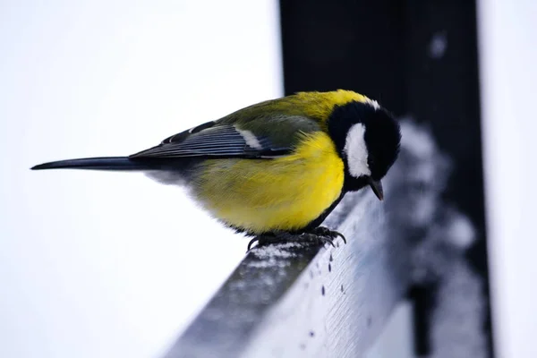 Steppe Altaya Lives Much Miscellaneouses Type Birds — Stock Photo, Image