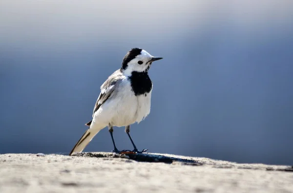 Stäpp Altaya Bor Mycket Diveraneouses Typ Fåglar — Stockfoto