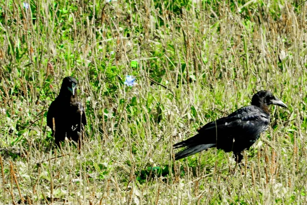 Steppa Altaya Vive Molto Miscellaneouses Tipo Uccelli — Foto Stock