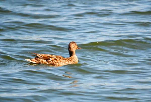 Steppe Altaya Lives Much Miscellaneouses Type Birds — Stock Photo, Image