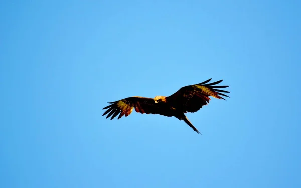 Steppe Altaya Lebt Viel Verschiedenes Art Vögel — Stockfoto