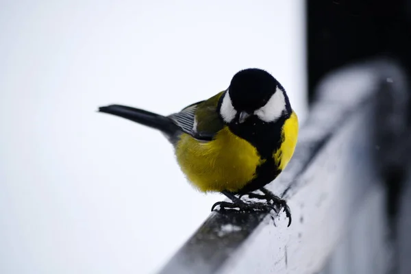 Steppe Altaya Lives Much Miscellaneouses Type Birds — Stock Photo, Image