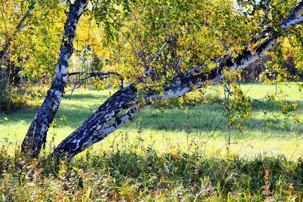 Природа Альтая Радує Око Художника Подорож — стокове фото