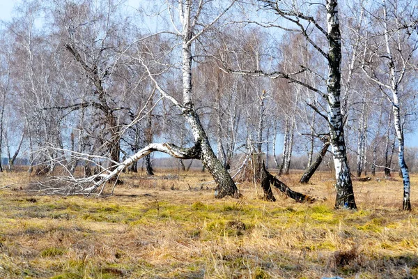 Doğa Altaya Sanatçının Gözünü Memnun Ediyor Gezgin — Stok fotoğraf