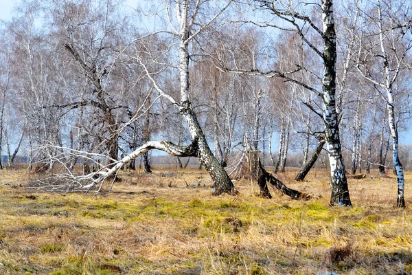 Natura Altaya Piace All Occhio Dell Artista Viaggiatore — Foto Stock