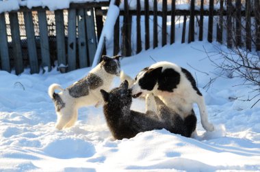  Ev hayvanları kişinin yaşamında daha büyük rol oynar.