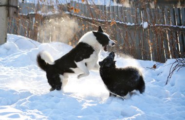  Ev hayvanları kişinin yaşamında daha büyük rol oynar.