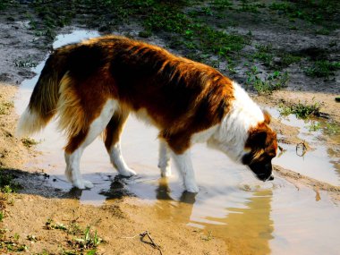  Ev hayvanları kişinin yaşamında daha büyük rol oynar.