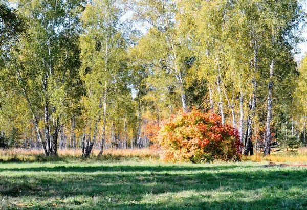 Nature Altaya Tetszik Szeme Művész Travellier — Stock Fotó