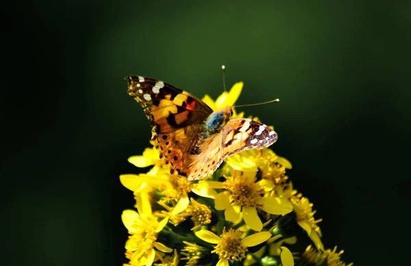 Luxurious Flora Altaya Pleases Eye Artist Travellier — Stock Photo, Image