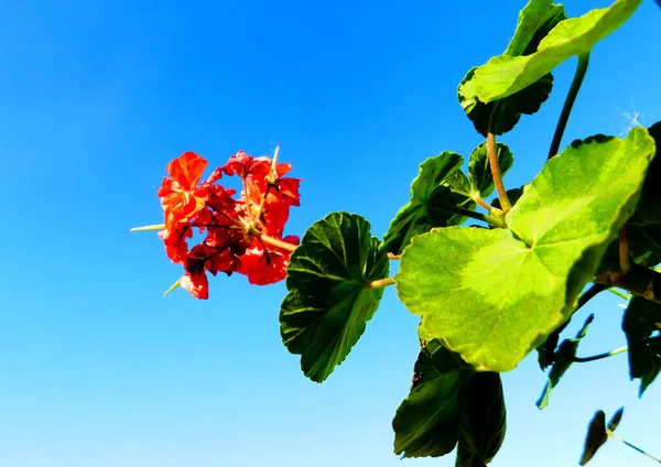 Luxuriöse Flora Altaya Gefällt Auge Des Künstlers Reisenden — Stockfoto