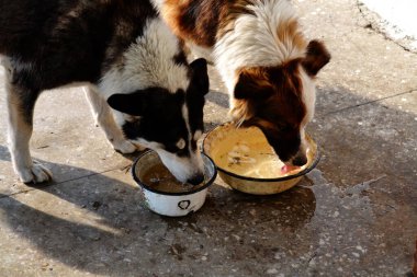 Ev hayvanları kişinin yaşamında daha büyük rol oynar.